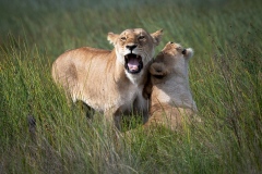 2022-Lionesses-sisters-Ndutu-Tanzania