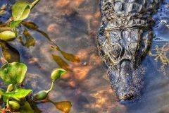 Suddenly-close-to-me-in-Botswana-2018