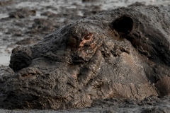 Mud as defence