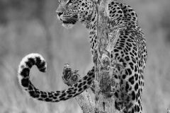 African-leopard-seeks-prey-Botswana-2022