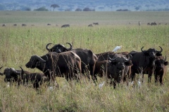 African buffaloes