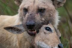 No-life-without-some-death-in-the-Okavango-2022