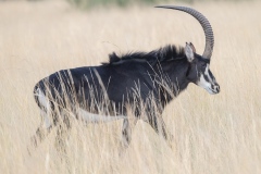 The Sable