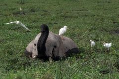 2023-Close-the-shores-of-Lake-Amboseli