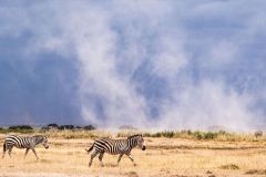 2023-Sand-devils-in-the-Amboseli-park