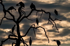 Storks