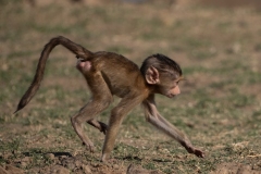 2024-Baby-monkey-in-South-Luangwa-Park-in-Zambia-1