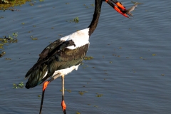 2024-Beautiful-saddle-billed-stork-with-unmistakable-colours