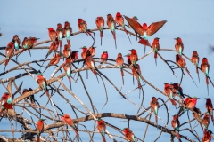 2024-Bee-eaters-South-Luangwa-1