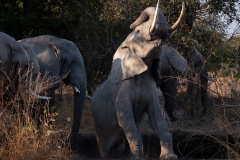 2024-Elephants-Kafue-National-park