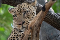 2024-Leopard-in-the-South-Luangwa-park-2