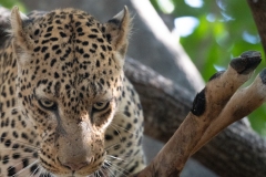 2024-Leopard-in-the-South-Luangwa-park-3