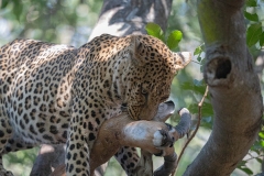 2024-Leopard-in-the-South-Luangwa-park-4