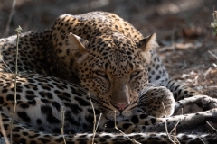 2024-Leopard-in-the-South-Luangwa-park-6b
