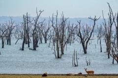 2024-In-the-Kafue-National-park