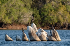 2024-On the Zambesi river
