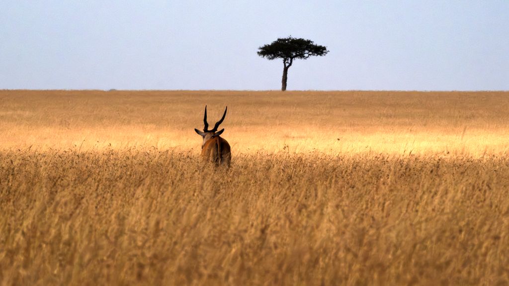 My last passage with the Eland antelope in Maasai Mara