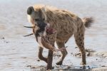 2025, No life without some death in Serengeti